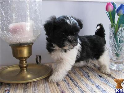 Mi-Ki Puppies