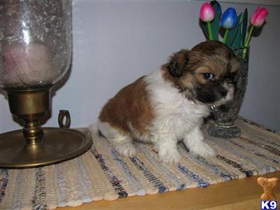 Mi-Ki Puppies