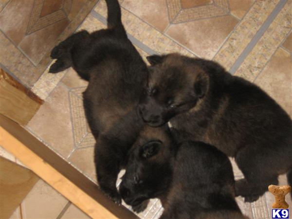 Puppies in Bridgeport