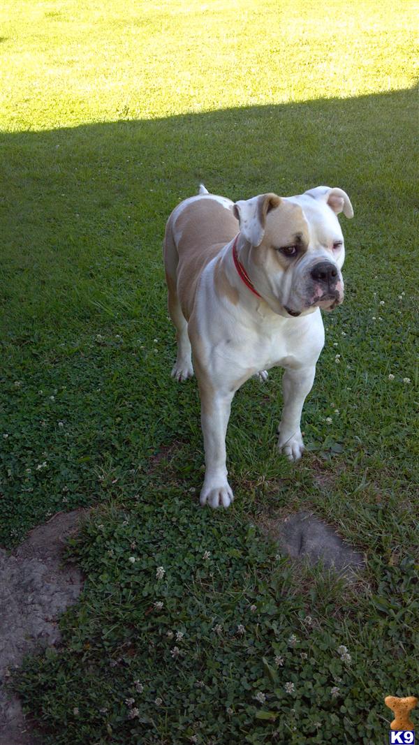 Stud Dogs - American Bulldog