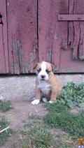 American Bulldog