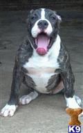 American Bulldog
