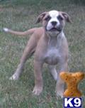 American Bulldog