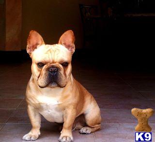 Stud Dogs - French Bulldog