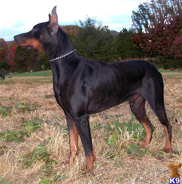 Stud Dogs - Doberman Pinscher