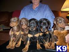 Puppies in TN