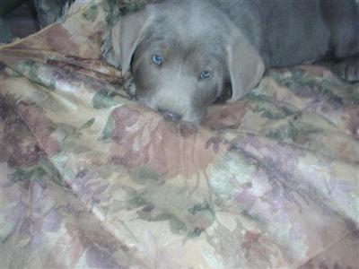 Puppies in CO