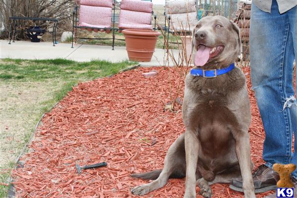 Stud Dogs - Labrador Retriever