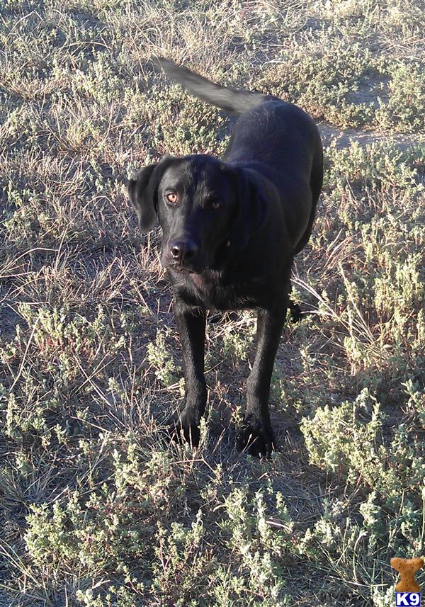 Dogs for Sale in CO