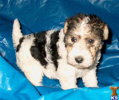 Puppies in VA