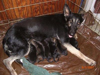 Puppies in MD