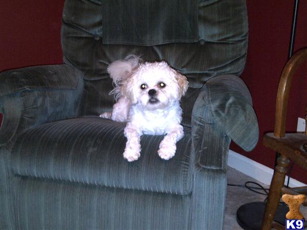 Stud Dogs in IN