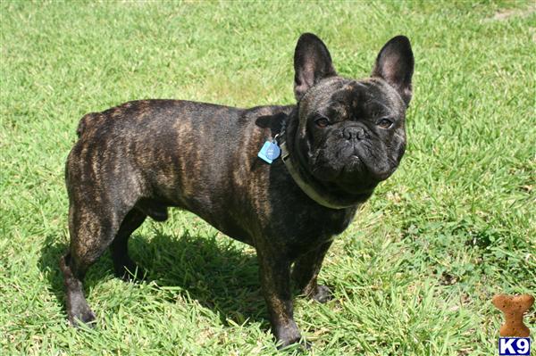 Stud Dogs - French Bulldog