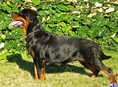 Dogs for Sale