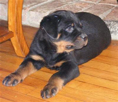 Dogs - Rottweiler