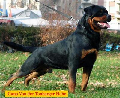 Stud Dogs - Rottweiler