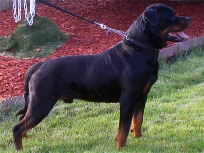 Stud Dog