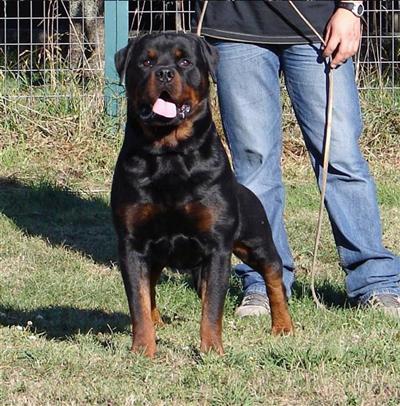 Stud Dog