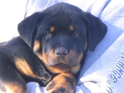Puppies for Sale