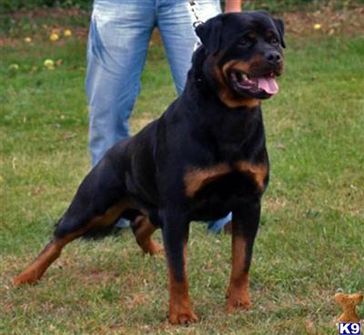 Stud Dogs - Rottweiler