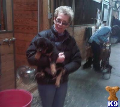 Puppies in CO