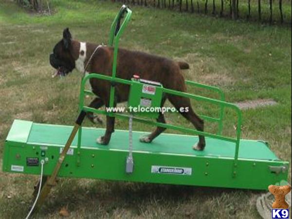 Used Dog Supplies for Sale