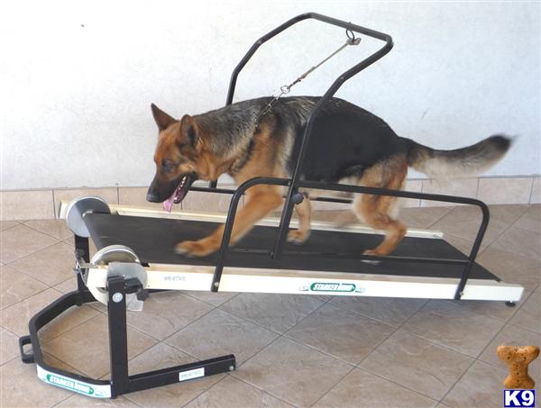 Used Dog Supplies for Sale