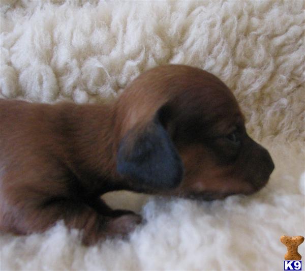 Puppies in Fallbrook