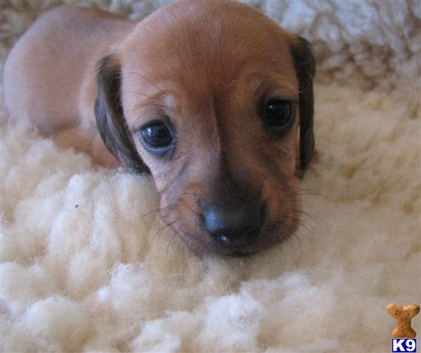 Dogs - Dachshund
