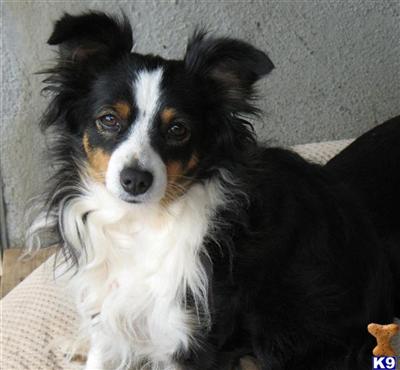 Dogs for Sale in CA