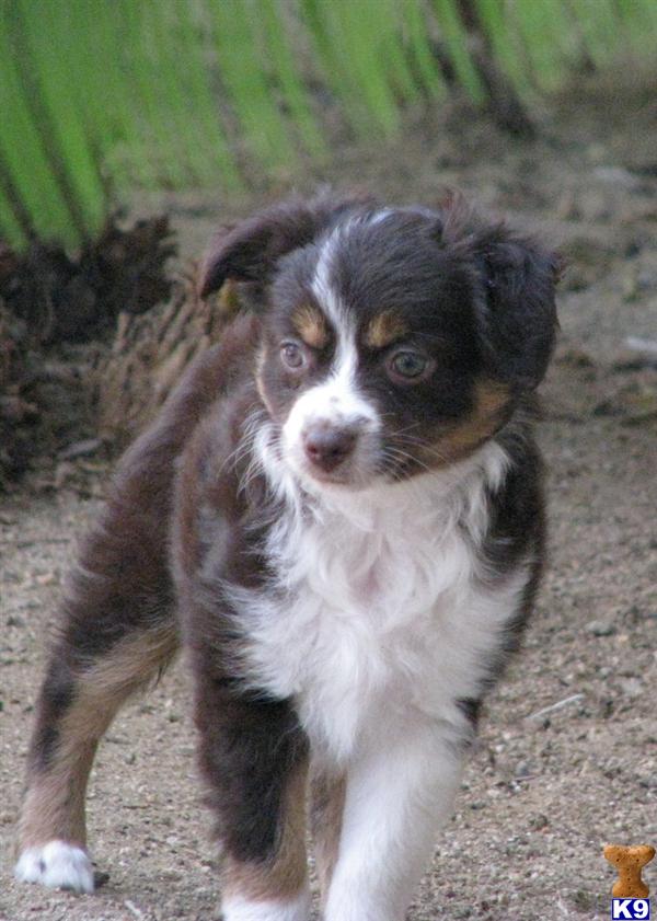 Puppies in Fallbrook