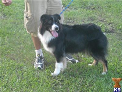 Dogs for Sale in GA