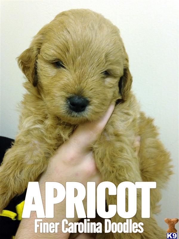 puppies in sc document moved puppies in sc document moved