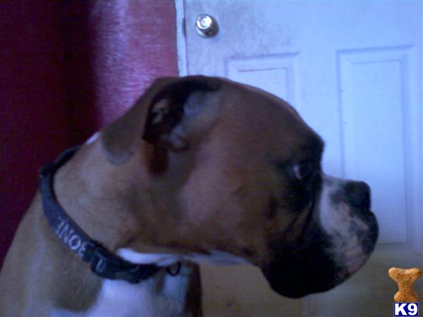 Stud Dogs - Boxer