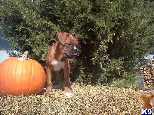 Boxer Puppies in TX