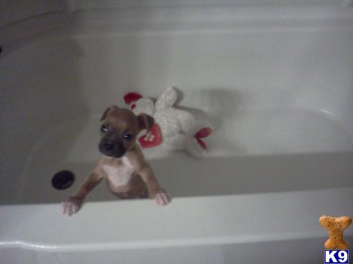 Boxer Puppies in TX