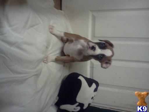 Boxer Puppies in TX