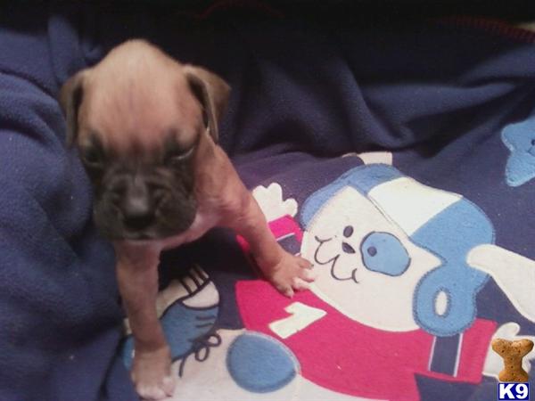 Boxer Puppies in TX