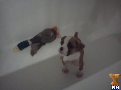 Boxer Puppies in TX