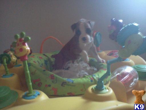 Boxer Puppies in TX