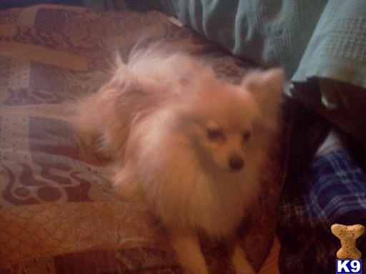 Pomeranian Puppies in TX