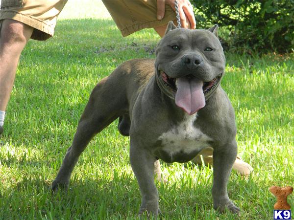 Stud Dogs in FL