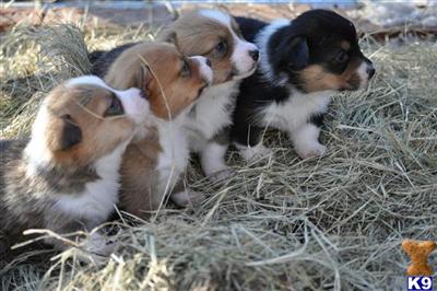 Pembroke Welsh Corgi Puppies for Sale