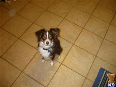 Stud Dogs - Miniature Australian Shepherd