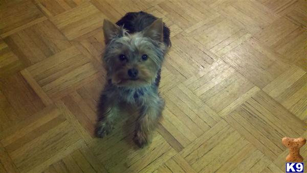Stud Dogs - Yorkshire Terrier