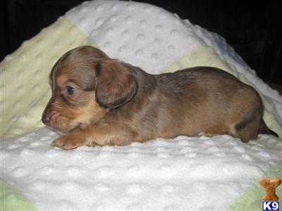 Puppies in IA