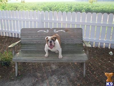 Dogs - English Bulldog