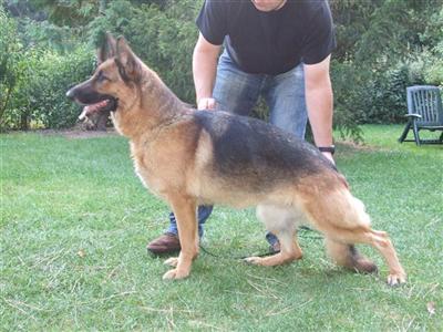 Dogs for Sale in DE