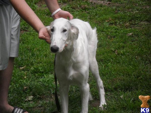 Borzoi Puppies