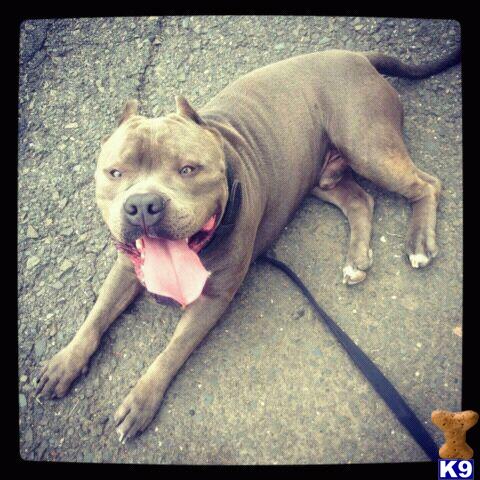 Stud Dogs - American Pit Bull